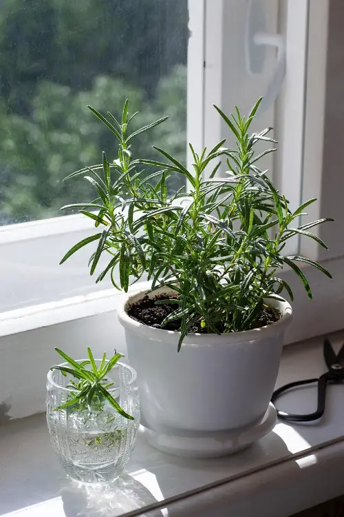 The Greatest Healing Plants and Their Advantages