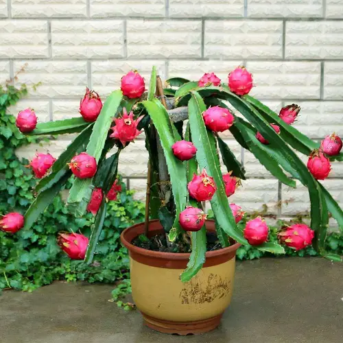 best Edible Succulents and Cacti