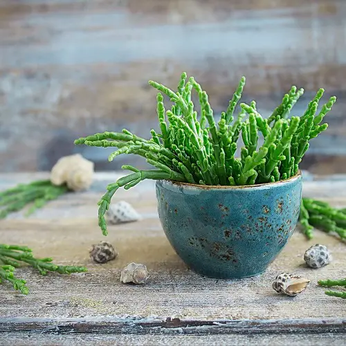  Edible Succulents and Cacti