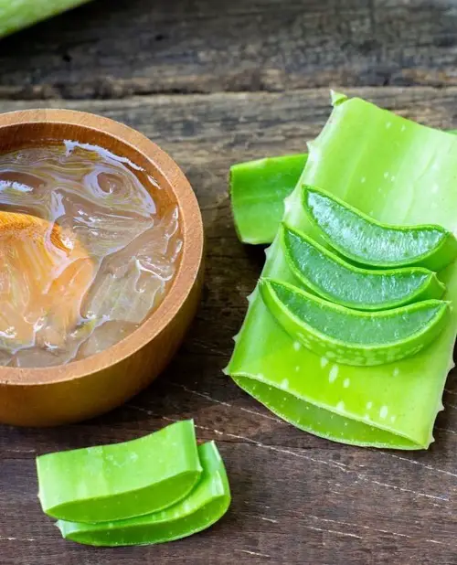 Aloe Fights Cancer