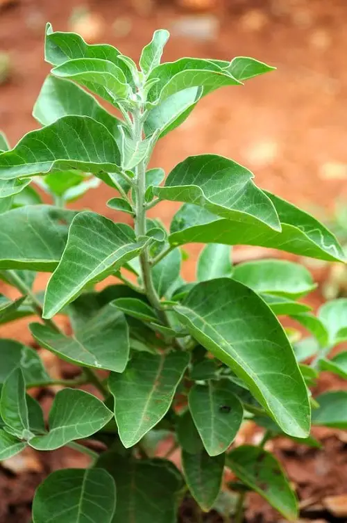 Top best Medicinal Plants and Their Advantages