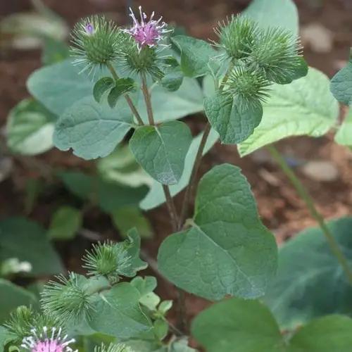 lovely Best Medicinal Plants with Their Benefits