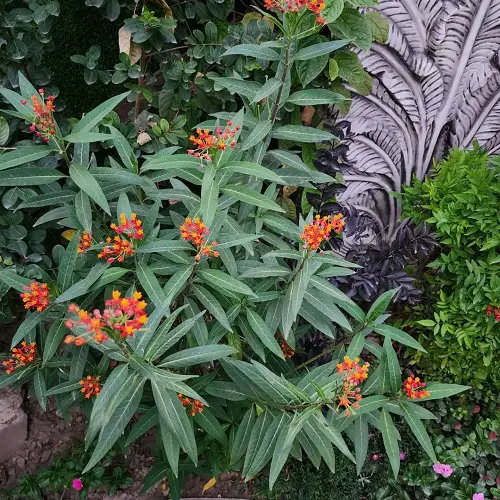 top Best Medicinal Plants with Their Benefits