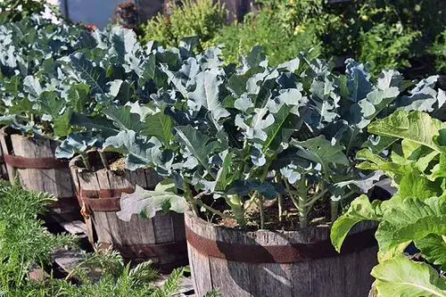 Most Productive Vegetables for Containers 25