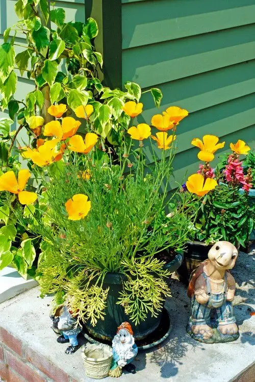 Medicinal Plants with Their Benefits