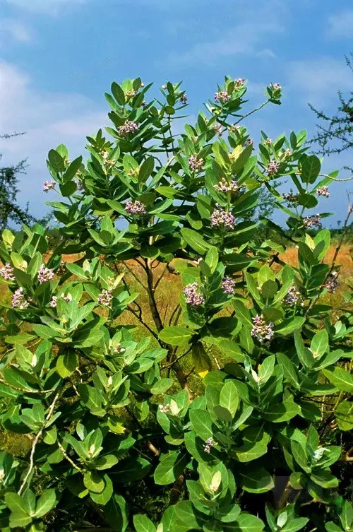 Medicinal Plants 1