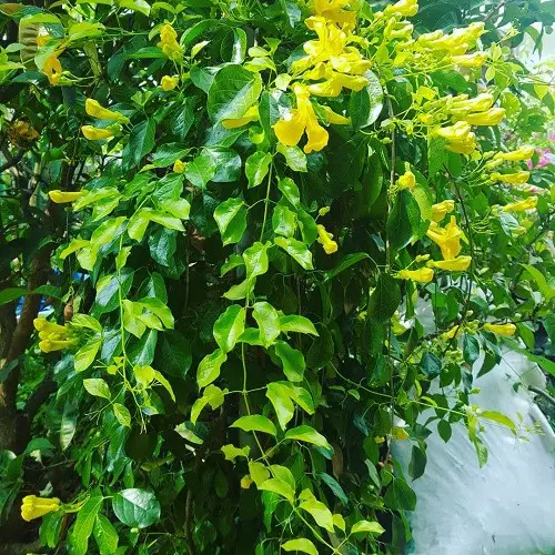 Top Medicinal Plants and Their Advantages