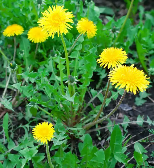 top Best Medicinal Plants with Their Benefits