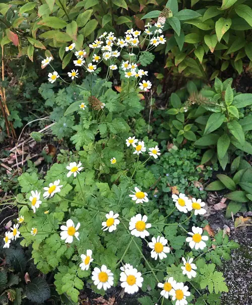 Amazing Top Medicinal Plants and Their Advantages