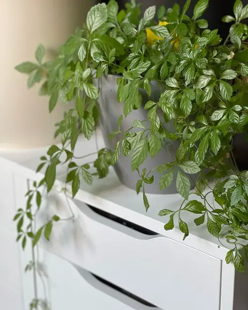Best Medicinal Plants with Their Benefits