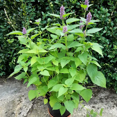 The Greatest Healing Plants and Their Advantages