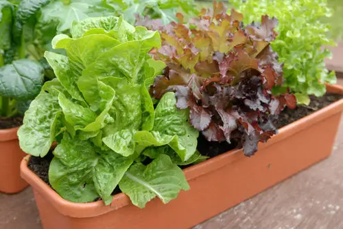 Vegetables to Grow in Pots 2