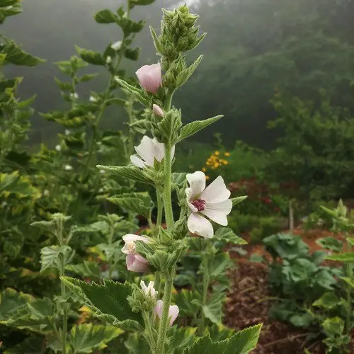 top Best Medicinal Plants with Their Benefits