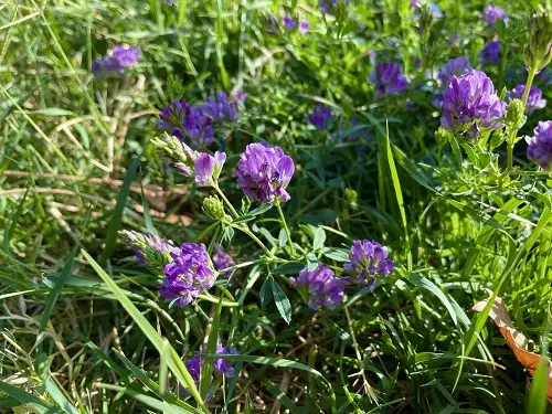 best Greatest Healing Plants and Their Advantages