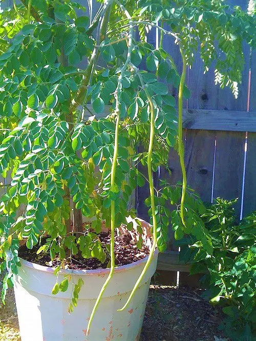 Medicinal Plants 1