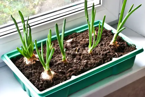 Most Productive Vegetables for Containers 21