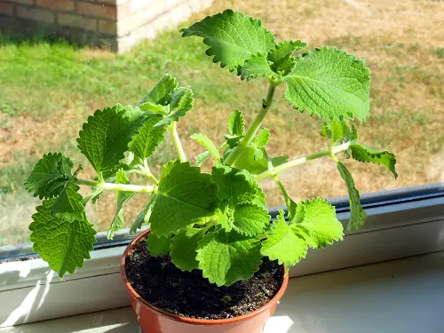 lovely Best Medicinal Plants with Their Benefits