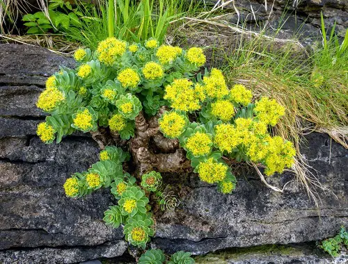 Top Medicinal Plants and Their Advantages