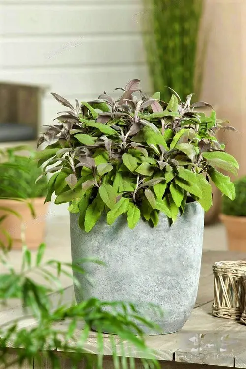 best Top Medicinal Plants and Their Advantages