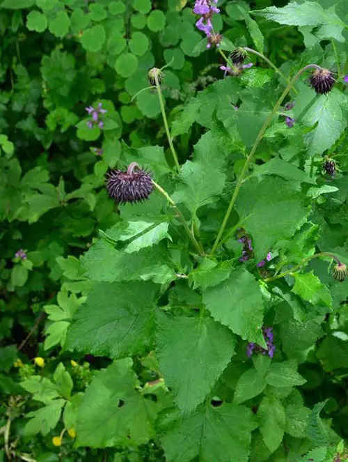Best Medicinal Plants with Their Benefits