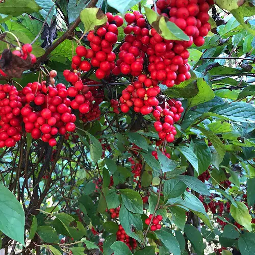 best Greatest Healing Plants and Their Advantages