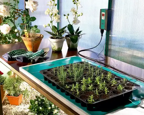 Seed Germination TipsSeed Germination Tips