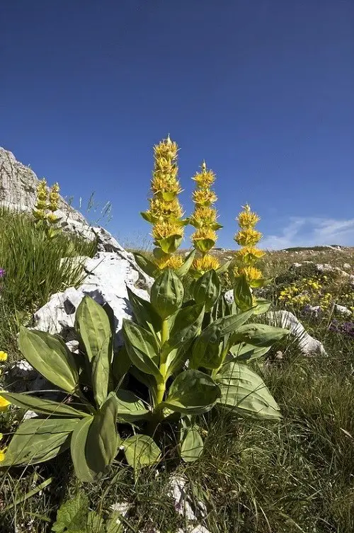 best Greatest Healing Plants and Their Advantages