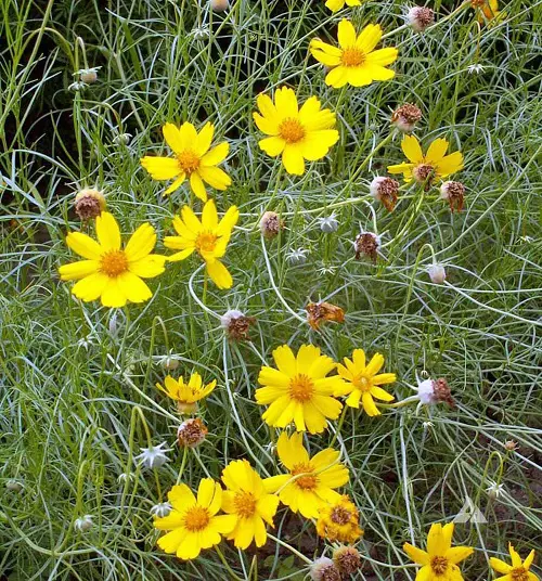Top best Medicinal Plants and Their Advantages