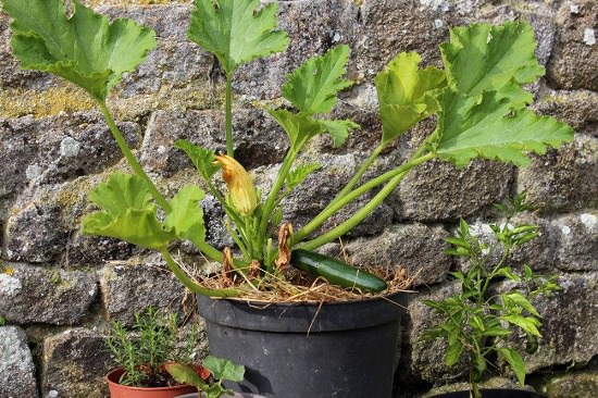 How To Grow Zucchini In A Pot Successfully Balcony Garden Web