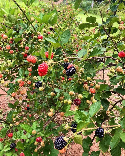 Top Medicinal Plants and Their Advantages