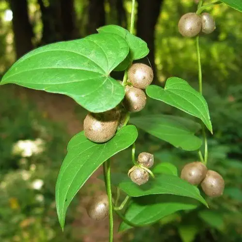 The Greatest Healing Plants and Their Advantages
