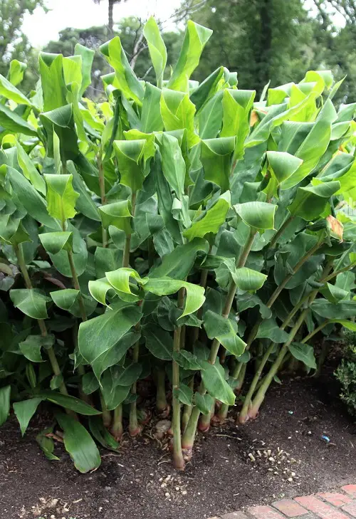 The Greatest Healing Plants and Their Advantages