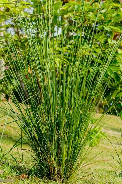 Top Medicinal Plants and Their Advantages