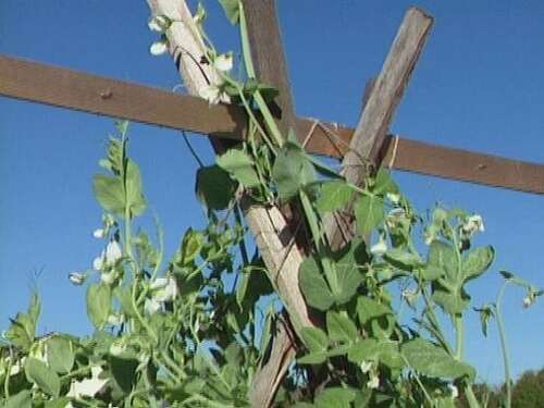 Functional DIY Pea Trellis Ideas