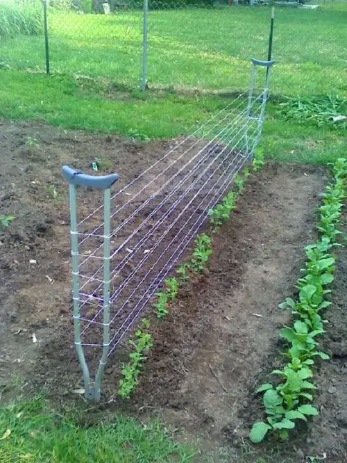 pea Crutches Trellis