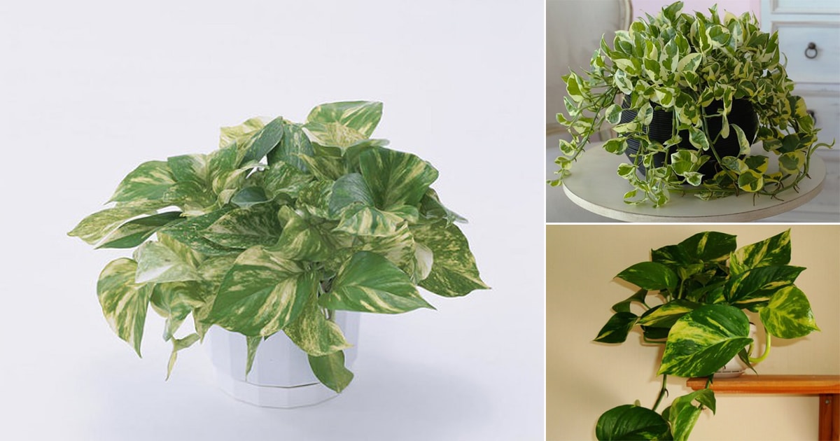 11 Amazing Science Backed Pothos Plant Benefits