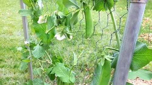 Trellis for Peas
