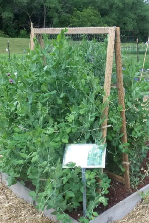 Snap Pea Trellis