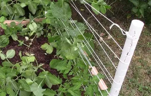 pea PVC Pipe Trellis
