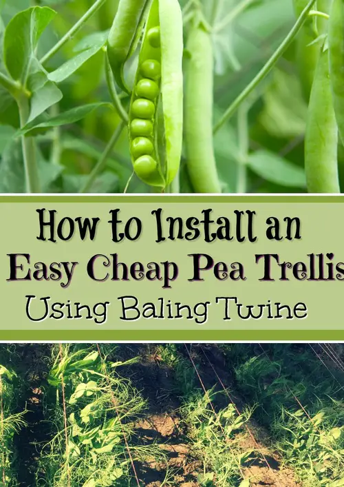 pea Baling Twine Trellis