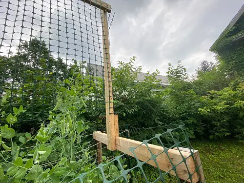 Pea Trellis with Recycled Materials