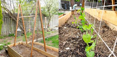 pea A-Frame Trellis