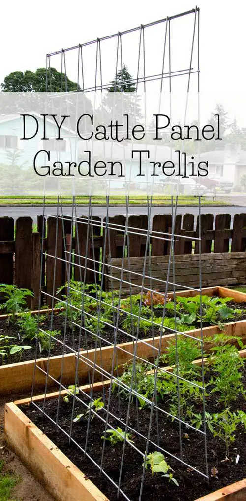 Cattle Panel Trellis