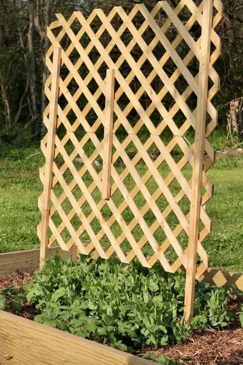 pea Wood Trellis Idea