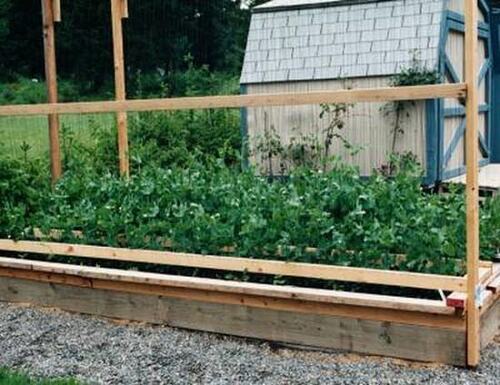 Peas Trellis Basics