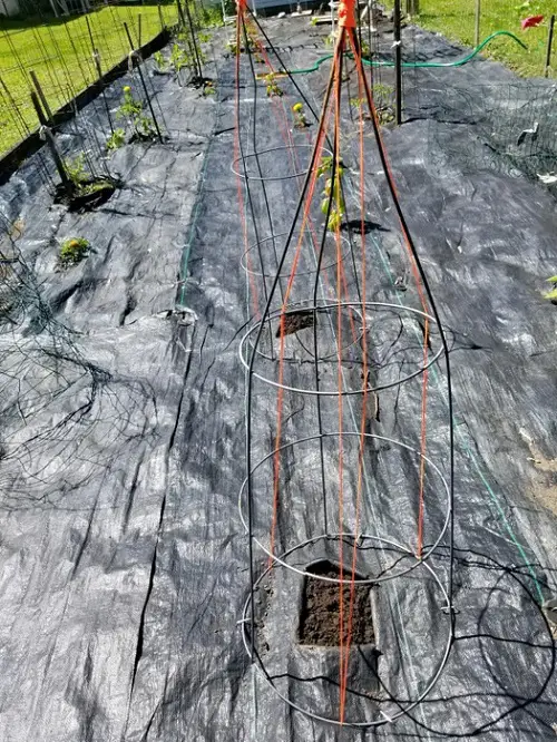 Tomato Cage Pea Trellis
