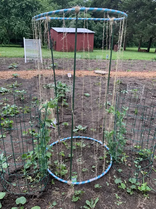 Garden Stake pea Trellis