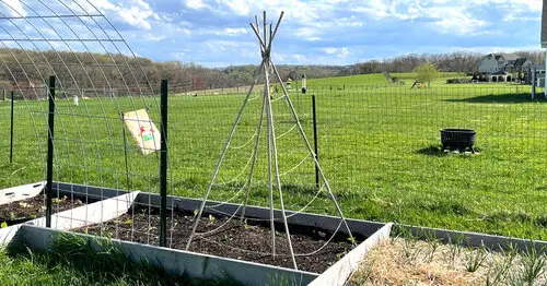 pea Teepee Trellis
