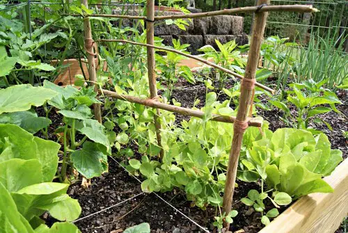 pea Garden Trellis with Kids