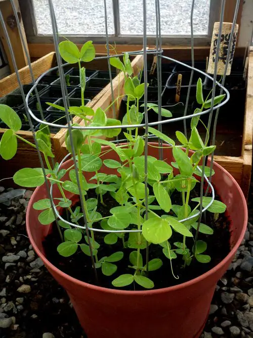 Pea Trellis for Pots